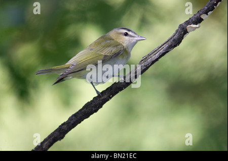 Red-eyed Vireo perched on a branch Stock Photo