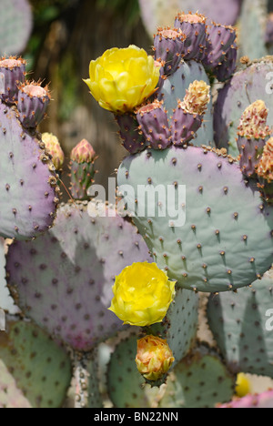 Opuntia gosseliniana, commonly known as the Violet Prickly Pear, is a species of cactus that is native to Arizona and Mexico. Stock Photo