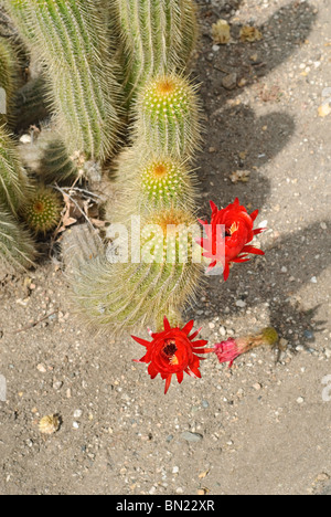 Echinopsis huascha, commonly called the Red Torch cactus is native to Argentina. Stock Photo