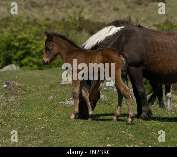 Dartmoor foal standing next to it's father. Stock Photo