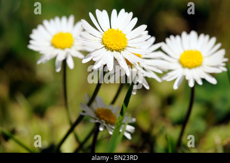 Bellis perennis, common European daisy Stock Photo