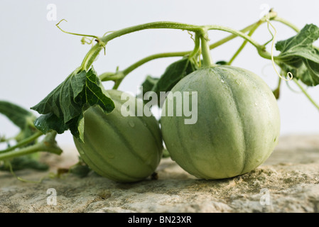 Melons on vine Stock Photo