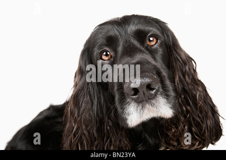 Isolated Shot of a Cute Cocker Spaniel against White Background Stock Photo