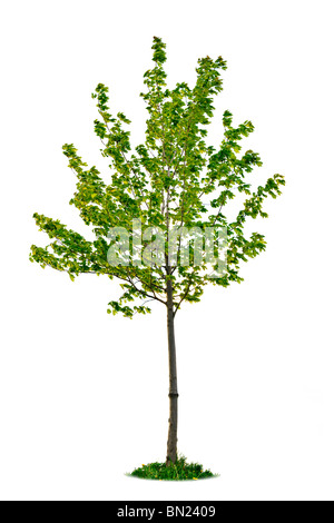 Single young tree with green leaves isolated on white background Stock ...