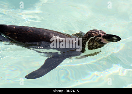 Humboldt Penguin Swimming in pool Stock Photo