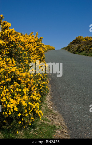 A small lane lined with gorse bushes in bloom Stock Photo