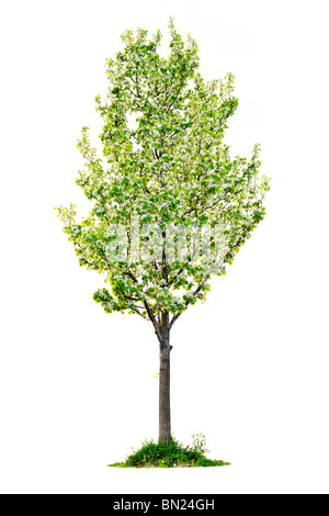 Single young flowering pear tree isolated on white background