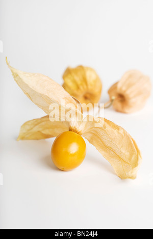 Cape gooseberry (Physalis peruviana) Stock Photo