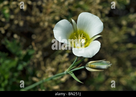 Sego lily, mariposa lily blooms in early summer on the foothills and Montaine region of the Rocky Mountains in Colorado Stock Photo