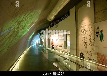 People looking at displays within the Darwin Centre cocoon in the Natural History Museum, London UK Stock Photo