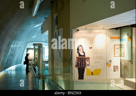 People looking at displays within the Darwin Centre cocoon in the Natural History Museum, London UK Stock Photo