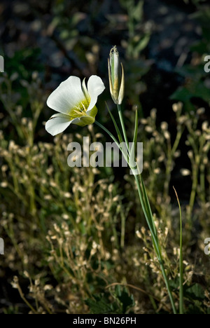 Sego lily, mariposa lily blooms in early summer on the foothills and Montaine region of the Rocky Mountains in Colorado Stock Photo