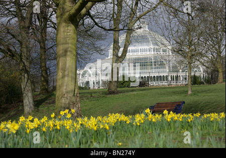 City of Liverpool, England. Early spring view of daffodils in Sefton Park with the Palm House in the background. Stock Photo