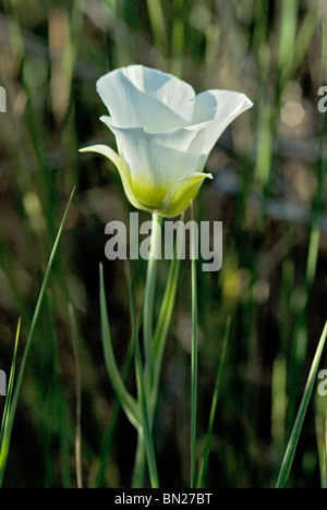 Sego lily, mariposa lily blooms in early summer on the foothills and Montaine region of the Rocky Mountains in Colorado Stock Photo