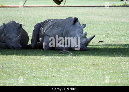 Two white rhinos resting in the shade Stock Photo