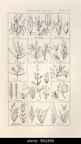 Botanical print from Manual of Botany of the Northern United States, Asa Gray, 1889. Plate X, Genera of Grasses. Stock Photo