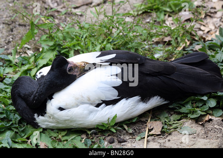 Magpie Goose Sleeping Stock Photo
