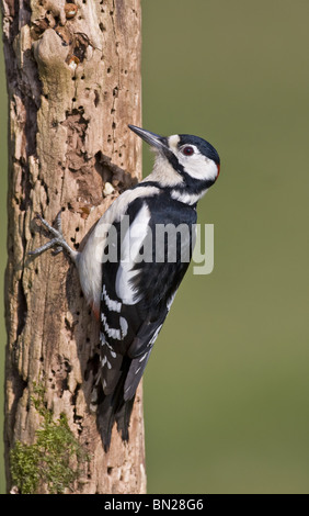 GREATER SPOTTED WOODPECKER ON LOG Stock Photo