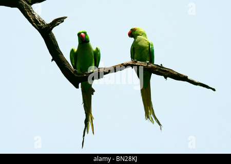 Rose-ringed or Indian Ringneck Parakeet who appear to be talking to each other Stock Photo