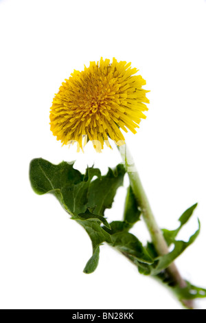 Image of dandelion isolated on white background Stock Photo