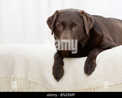 Chocolate Labrador Lying on Bed Stock Photo