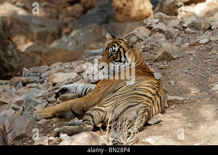 Tiger resting under a tree shade and looking in Ranthambhore National Park, India Stock Photo