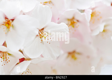 Delicate apple tree blossoms in spring close up Stock Photo