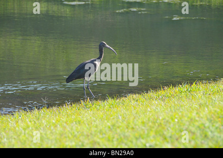 White face ibis Lake Wales Florida Stock Photo