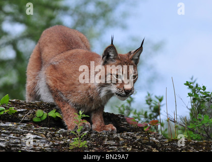 Siberian Lynx Stock Photo