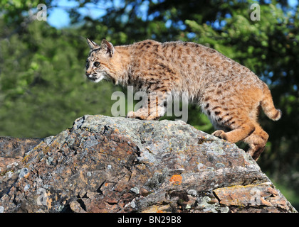 Bobcat stalking his prey Stock Photo