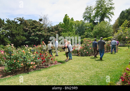 Beautiful Rose Garden at the Huntington Library and Botanical Gardens. Stock Photo