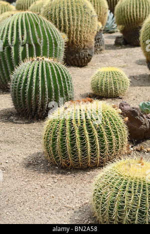 Echinocactus grusonii or Golden Barrel cactus is a well known species native to central Mexico. Stock Photo
