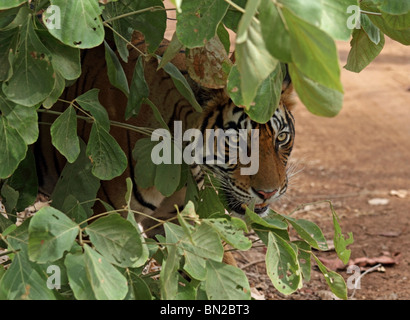 Tiger hiding behind green leaves. Picture taken in Ranthambhore National Park, India Stock Photo