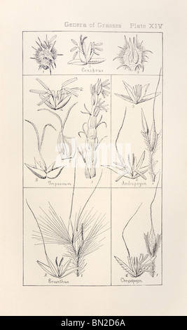Botanical print from Manual of Botany of the Northern United States, Asa Gray, 1889. Plate XIV, Genera of Grasses. Stock Photo