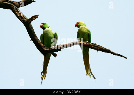 Rose-ringed or Indian Ringneck Parakeet who appear to be talking to each other Stock Photo