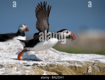 Atlantic puffins, Fratercula arctica. Puffin seabird colony on Inner Farne one of  the Farne Islands.  Puffin with sand eels taking flight. Stock Photo