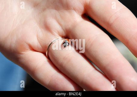 Womans hand holding a ladybug Stock Photo