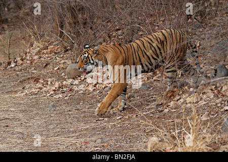 Tiger coming out in open from the bushes in Ranthambhore National Park, India Stock Photo