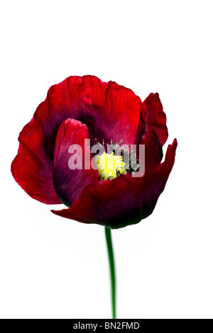 Single Red common poppy on a white background Stock Photo