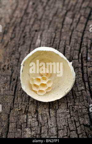 Wasp nest Stock Photo