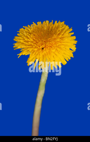 Image of dandelion isolated on blue background Stock Photo