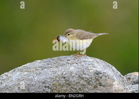 Willow warbler (Phylloscopus trochilus) Stock Photo