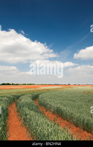 Tractor tracks through a field of wheat and poppies in the English countryside Stock Photo