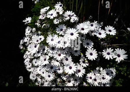 White daisies in flower Stock Photo