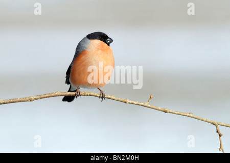 Bullfinch, Pyrrhula pyrrhula, male perched on branch, Germany Stock Photo