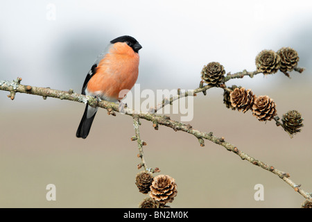 Bullfinch, Pyrrhula pyrrhula, male perched on branch, Germany Stock Photo