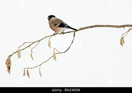 Bullfinch, Pyrrhula pyrrhula, female perched on branch, in winter, Germany Stock Photo