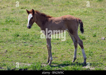 Domestic horse, Lusitano foal on meadow, Alentejo, Portugal Stock Photo
