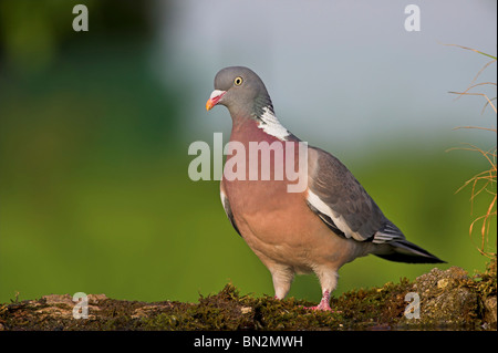 wood pigeon (Columba palumbus), standing on mossy dead wood, Germany, Rhineland-Palatinate Stock Photo