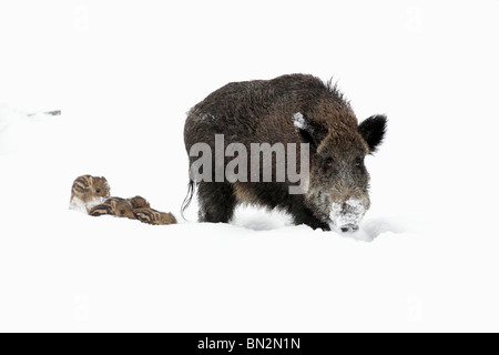 European Wild Pig or Boar, (Sus scrofa), sow leading her four piglets though snow covered forest, winter, Germany Stock Photo